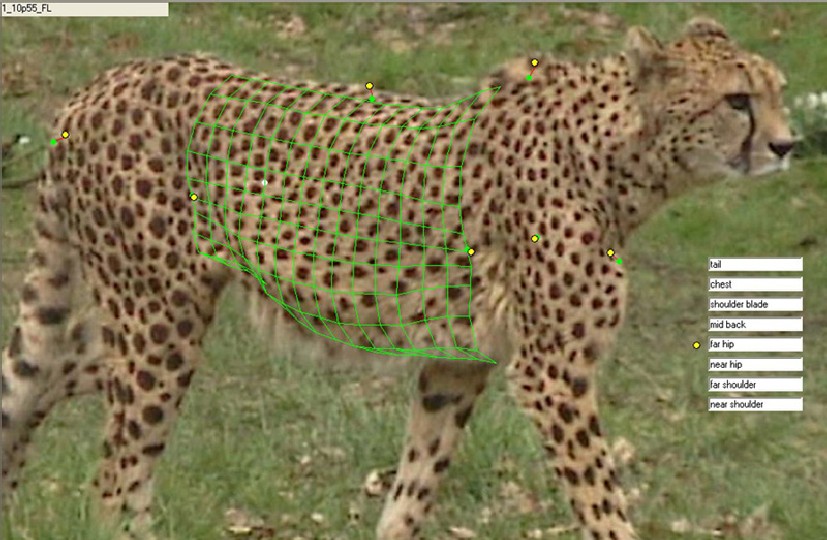 Cheetah ?etag=